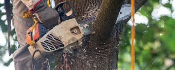 Best Tree Health Inspection  in Gananda, NY