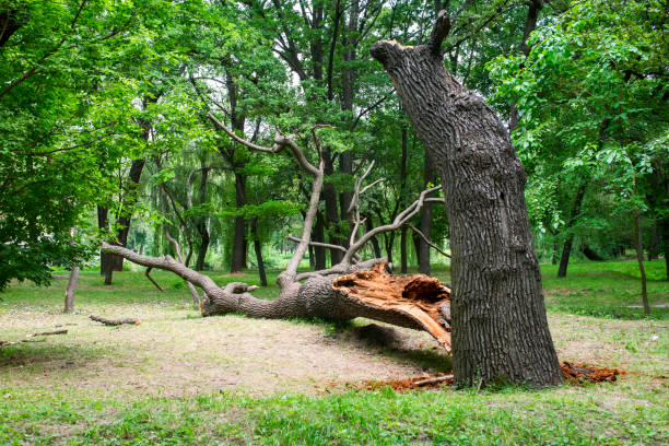 Best Utility Line Clearance  in Gananda, NY